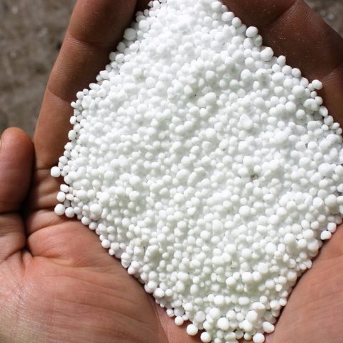 UREA-480x480